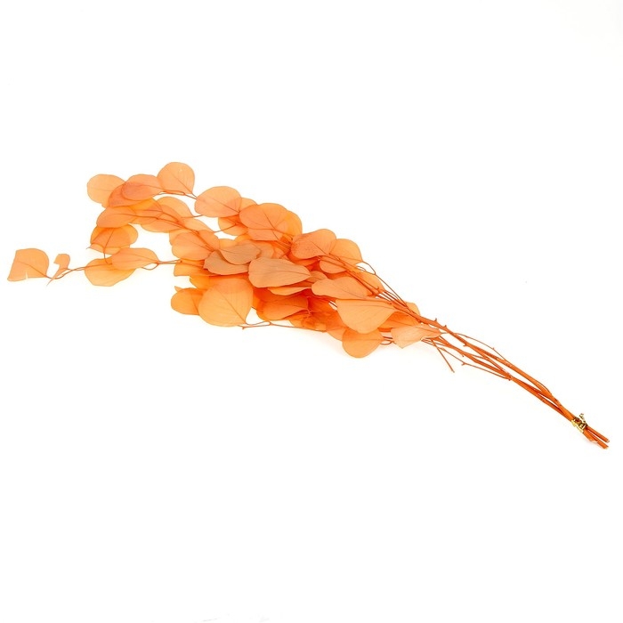 Сухоцвет персикого дерева, 50 г, длина — 70 см, цвет нежно-розовый Сухоцвет персикого дерева, 50 г, длина — 70 см, цвет нежно-розовый