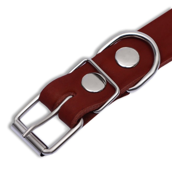 Ошейник кожаный однослойный, 54 х 2,5 см, ОШ 35-45 см, коричневый Ошейник кожаный однослойный, 54 х 2,5 см, ОШ 35-45 см, коричневый