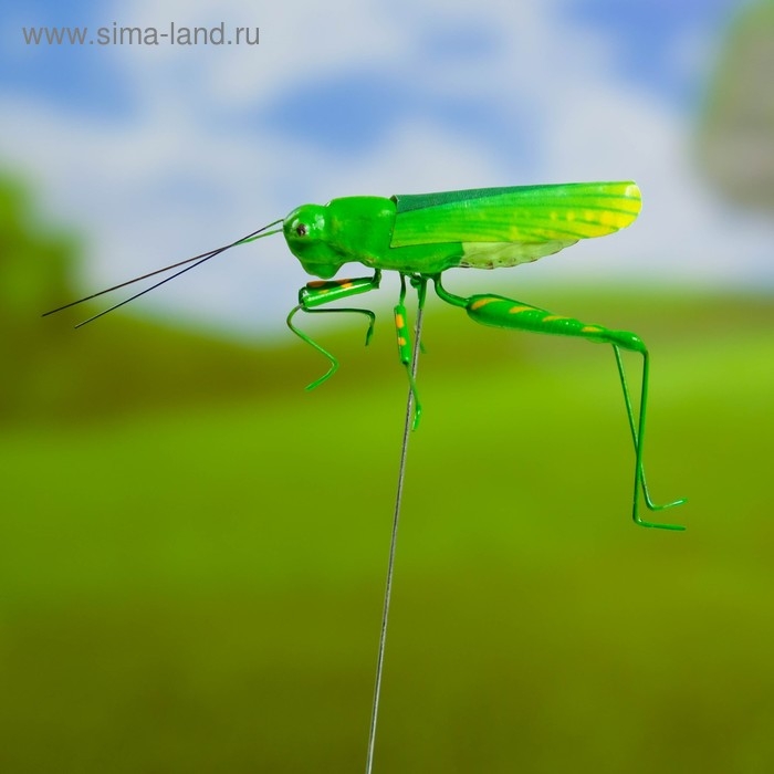 Штекер Штекер "Кузнечик зеленый" 3х5см/22см