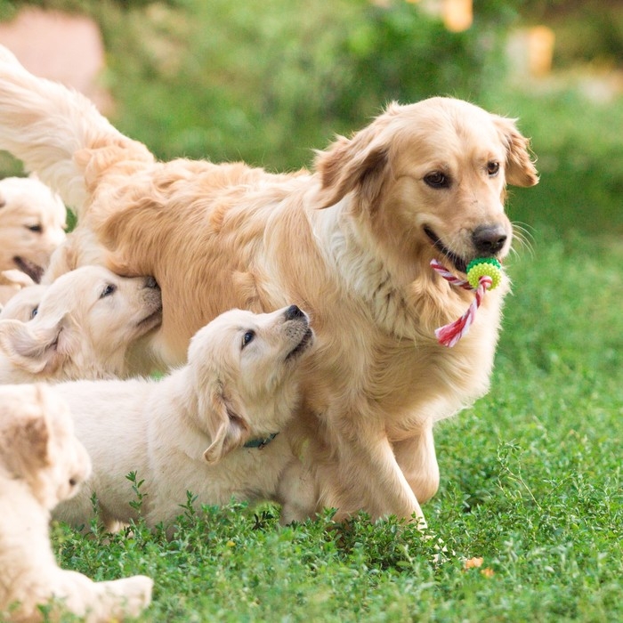 Игрушка жевательная Игрушка жевательная "Шестерёнка на канате", 32 см, диаметр колец 5 см, микс цветов