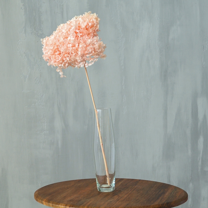 Сухоцвет «Гортензия крупнолистовая», тёмно розовый, 1 веточка 50 - 70 см в упаковке Сухоцвет «Гортензия крупнолистовая», тёмно розовый, 1 веточка 50 - 70 см в упаковке