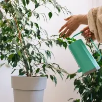 Лейка с длинным носиком, 1.2 л, без рассеивателя, зелёная, Greengo