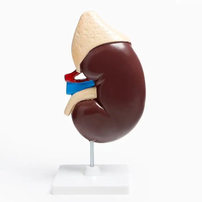 Анатомическая модель &laquo;Макет почки человека&raquo;, 14&times;30 см