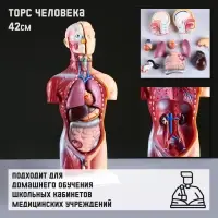 Анатомическая модель &laquo;Макет торса человека&raquo;, 42 см