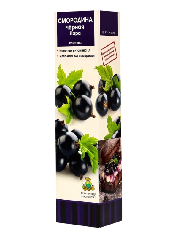 Смородина черная «Нара», традиционные сорта, саженец, плодовый, 1 шт., туба Смородина черная «Нара», традиционные сорта, саженец, плодовый, 1 шт., туба