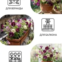 Семена цветов Кобея лазающая &laquo;Гжельские узоры&raquo;, 0.45 г