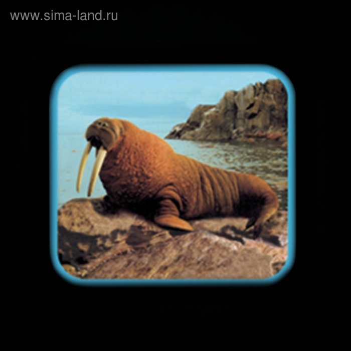 Проектор «Джунгли зовут», со слайдами Проектор «Джунгли зовут», со слайдами