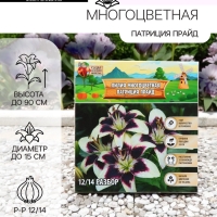 Лилия Многоцветная «Патриция Прайд», луковица в пакете с перфорацией, р-р 12/14, 3 шт.