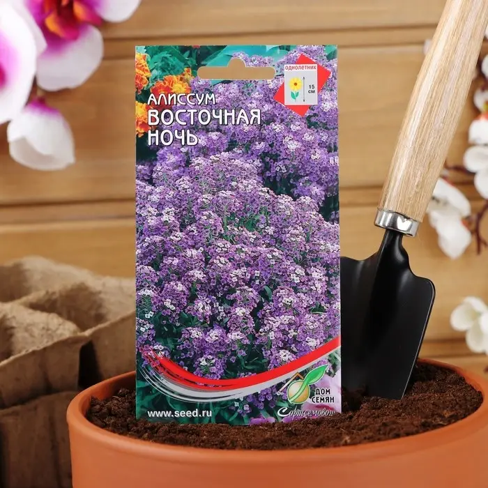 Семена цветов Алиссум  Семена цветов Алиссум "Восточная ночь", 170шт
