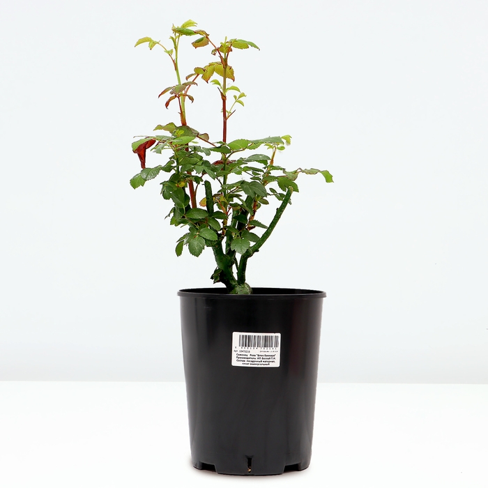 Саженец Розы "Блек Баккара", Горшок С4, Лето 2024