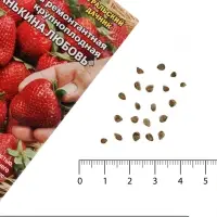 Семена Земляника ремонтантная &laquo;Санькина любовь&raquo;, крупноплодная, 6 шт.