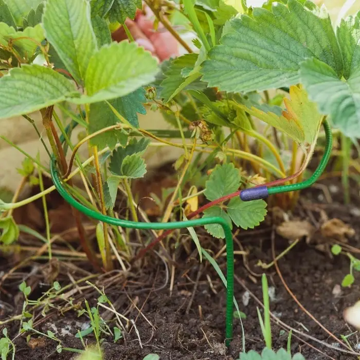 Кустодержатель для клубники, d=15 см, h=25 см, ножка d=0.3 см, металл, зелёный, Greengo Кустодержатель для клубники, d=15 см, h=25 см, ножка d=0.3 см, металл, зелёный, Greengo