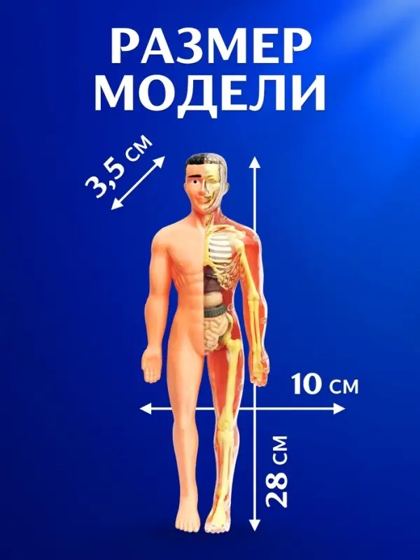 Набор для опытов &laquo;Строение тела&raquo;, анатомия человека
