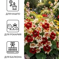 Семена цветов Настурция низкорослая &laquo;Клубника со сливками&raquo;, 1 г, &laquo;ПОИСК&raquo;