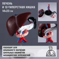 Анатомическая модель &laquo;Макет печени и 12-перстной кишки&raquo;, 14&times;23 см