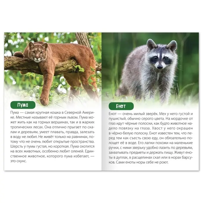 Обучающая книга «Животные Северной Америки», 20 стр. Обучающая книга «Животные Северной Америки», 20 стр.