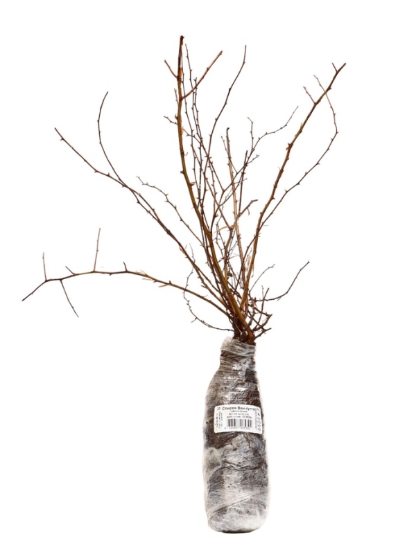 Спирея Вангутта (Серия Северный сад), саженец, туба, 1 шт. Спирея Вангутта (Серия Северный сад), саженец, туба, 1 шт.