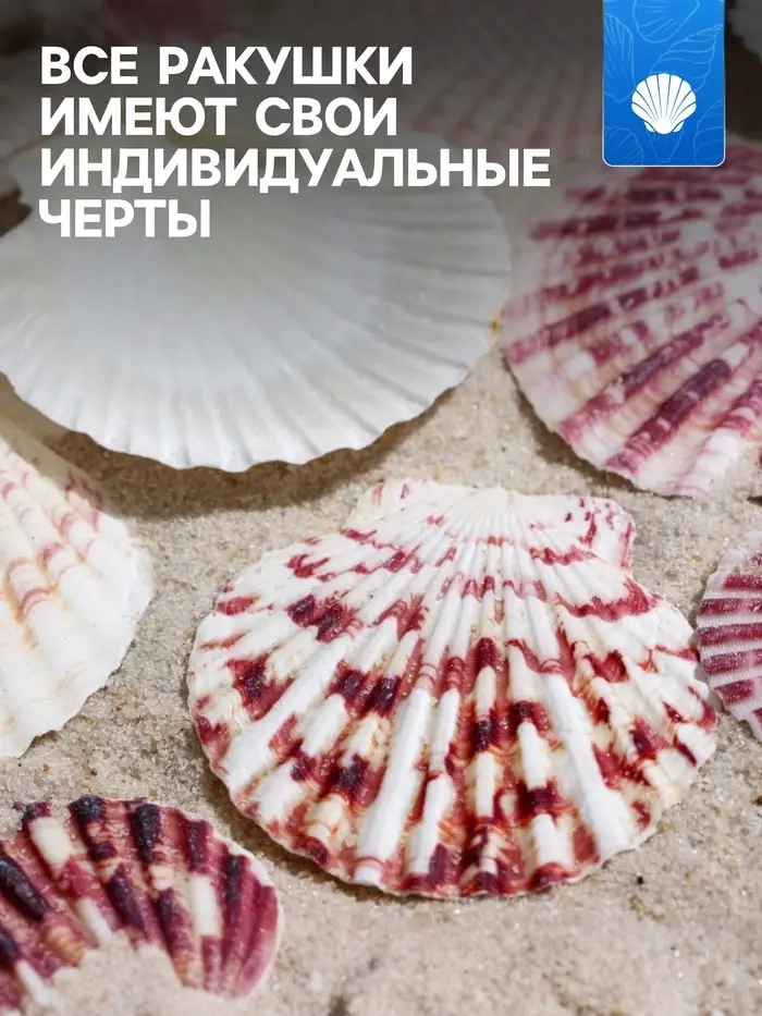 Набор ракушек, "Гребешок пуксидатус", размер 4 - 6 см, 100 г Набор ракушек, "Гребешок пуксидатус", размер 4 - 6 см, 100 г