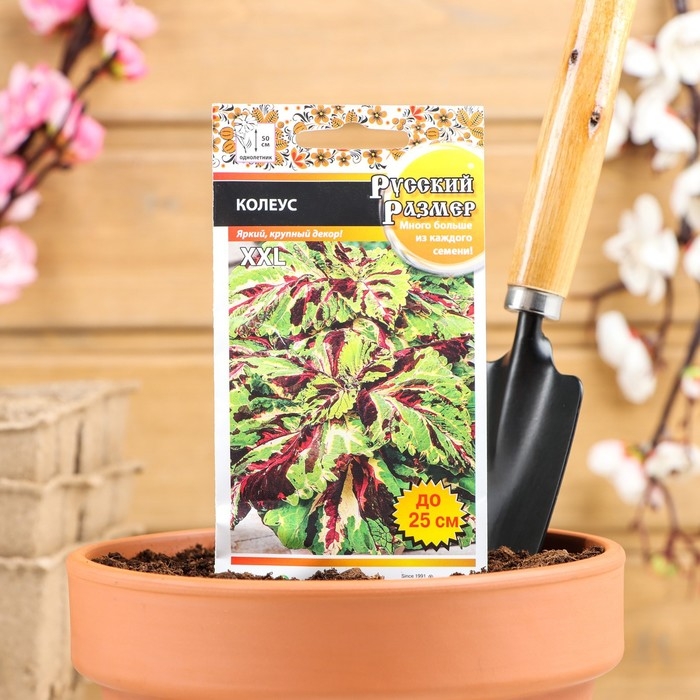 Семена цветов Колеус, серия Русский размер, 4 шт Семена цветов Колеус, серия Русский размер, 4 шт