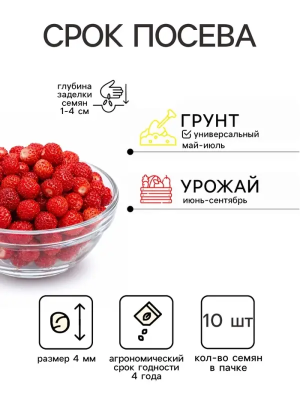 Семена Земляника &laquo;Шустрёнок&raquo;, 10 шт., ремонтантная, крупноплодная, &laquo;Уральский дачник&raquo;