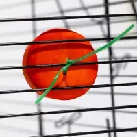 Минеральный камень &laquo;Пижон&raquo; для грызунов, апельсин, 23 г