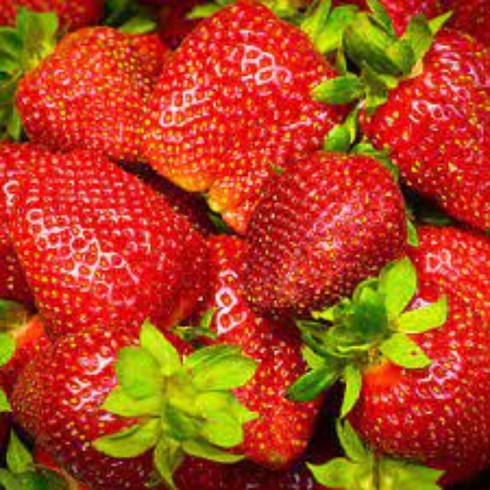 Рассада Земляники круноплодной (клубники) ФРИГО Лючия (Lycia) A (9-15 мм), P9 Горшок Рассада Земляники круноплодной (клубники) ФРИГО Лючия (Lycia) A (9-15 мм), P9 Горшок