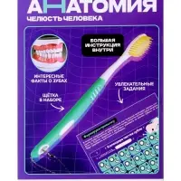 Набор для опытов &laquo;Анатомия&raquo;, челюсть человека