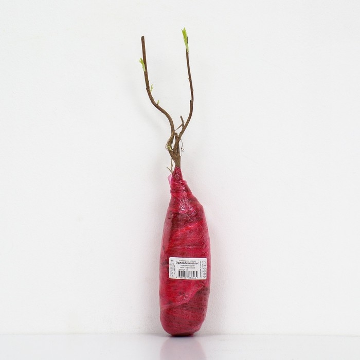 Смородина черная «Орловский вальс », перспективные сорта, саженец, 1 шт., туба Смородина черная «Орловский вальс », перспективные сорта, саженец, 1 шт., туба