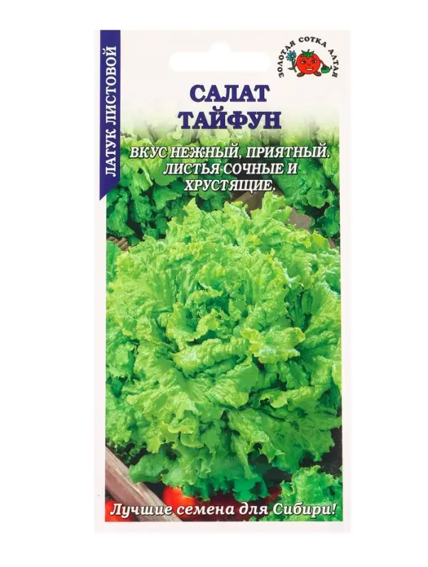 Семена Салат Тайфун /Сотка/ 0,5г/ среднесп. листов. зелен. h-20см d-27см/*1500 Семена Салат Тайфун /Сотка/ 0,5г/ среднесп. листов. зелен. h-20см d-27см/*1500