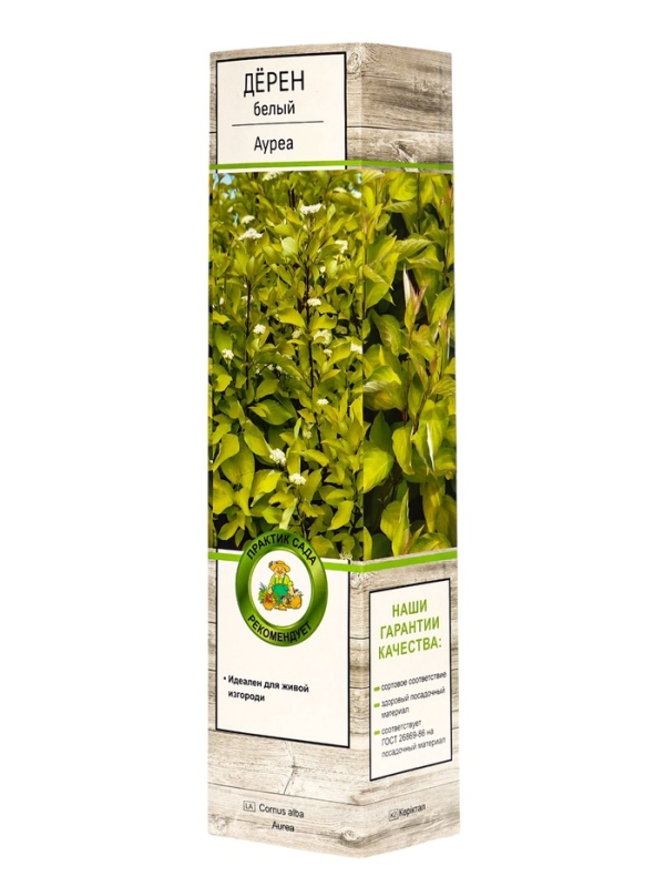 Дерен белый «Ауреа», саженец, декоративный, 1 шт., туба