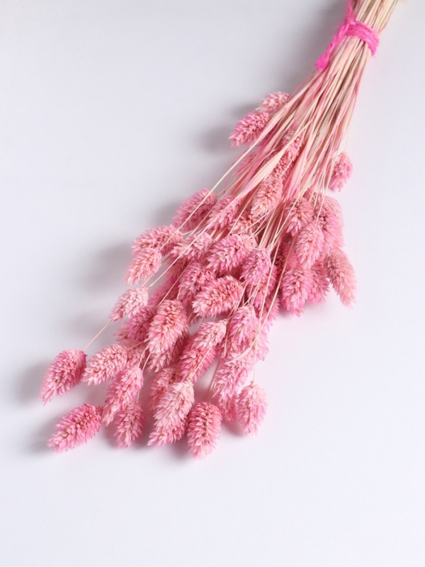 Набор сухоцветов "Фаларис", банч длина 55 (+/- 6 см), розовый