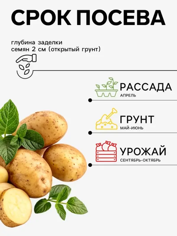 Семена Картофель &laquo;Пикассо&raquo;, 0.02 г, &laquo;Уральский дачник&raquo;