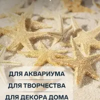 Набор натуральных морских звезд, 1.5 - 2.5 см, 20 шт.