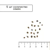 Семена Томат &laquo;Пень&raquo;, полудетерминантный, низкорослый, F1, 5 шт., &laquo;Семена Алтая&raquo;