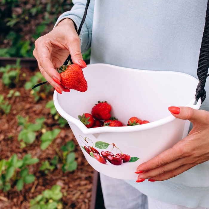 Ёмкость для сбора ягод, 3 л, «Вишня»