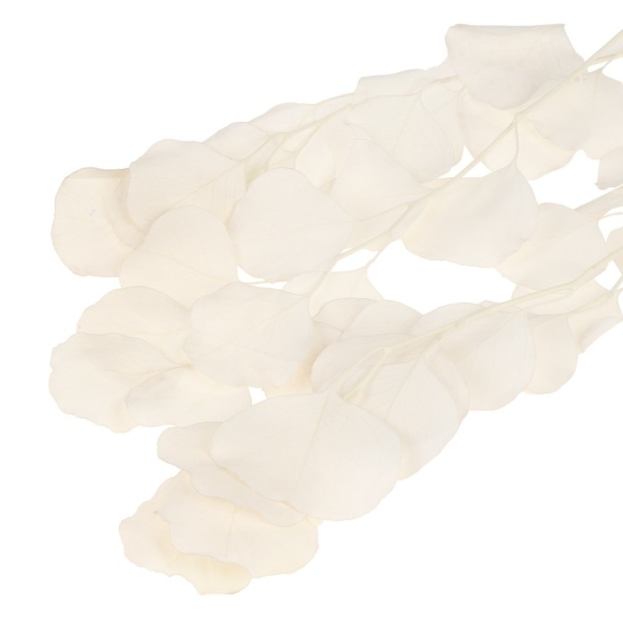 Сухоцвет персикого дерева, 50 г, длина — 70 см, цвет белый Сухоцвет персикого дерева, 50 г, длина — 70 см, цвет белый