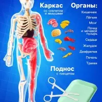Набор для опытов по анатомии &laquo;Строение тела&raquo;, светится в темноте, с мягкими органами