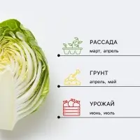 Семена Брокколи &laquo;Лорд&raquo;, F1, 15 шт., &laquo;Агрос&raquo;