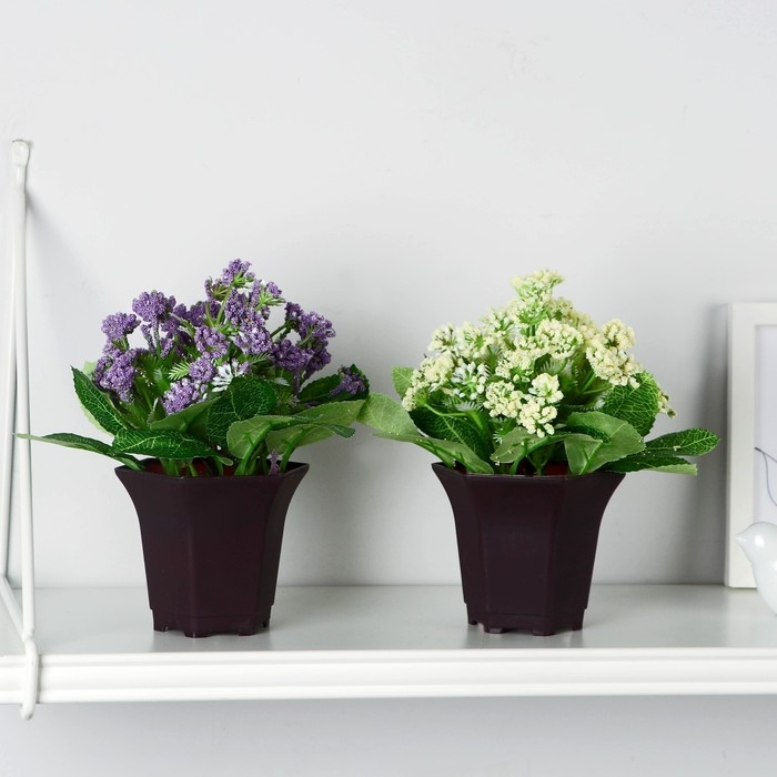 Бонсай в горшке Бонсай в горшке "Тысячелистник" 8х17 см, микс