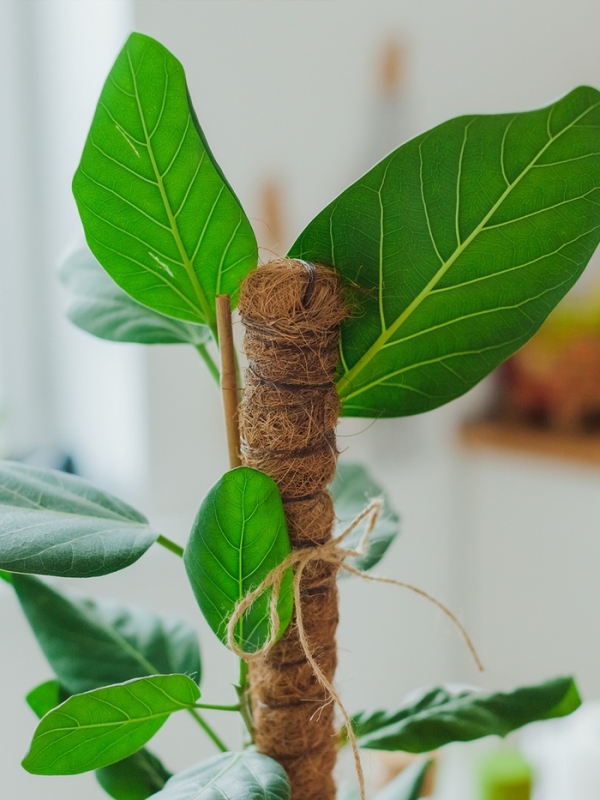 Опора для комнатнных цветов, h=120 см, d=2.5 см, пластик, кокосовая оплётка, Greengo Опора для комнатнных цветов, h=120 см, d=2.5 см, пластик, кокосовая оплётка, Greengo