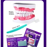 Набор для опытов &laquo;Анатомия&raquo;, челюсть человека