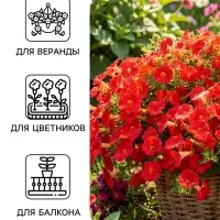 Семена цветов Петуния &laquo;Нуволари&raquo;, полуампельная, фуксия, F1, 5 шт., Farao, &laquo;АЭЛИТА&raquo;