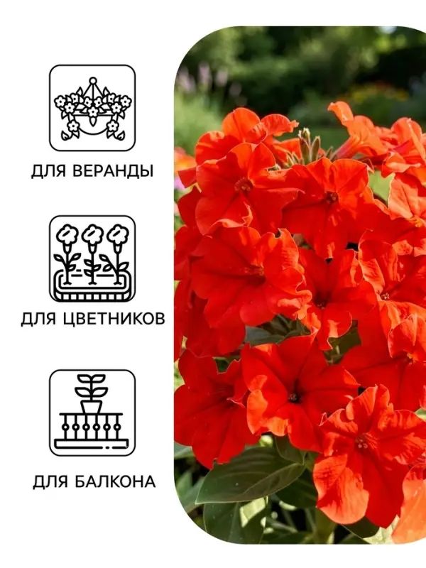 Семена цветов Петуния суперкаскадная &laquo;Красная шапочка&raquo; F1, 10 шт.