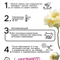 Семена цветов Эустома &laquo;Эйбиси&raquo;, F1, зелёная крупноцветковая махровая, 5 шт., однолетник, &laquo;Аэлита&raquo; селекция PanAmerican Seed