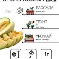 Семена Дыня &laquo;Медовая лакомка&raquo;, 1 г, &laquo;Аэлита&raquo;