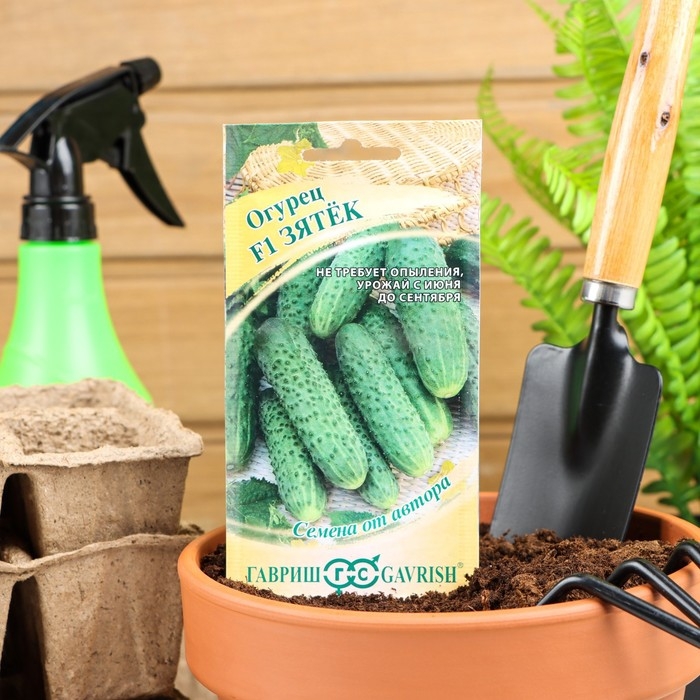 Семена Огурец  Семена Огурец "Зятек" F1, скороспелый, партенокарпический, 10 шт.