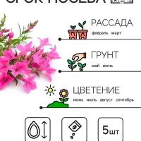 Семена цветов лобелия «Розамунда», 5 шт. Семена цветов лобелия «Розамунда», 5 шт.
