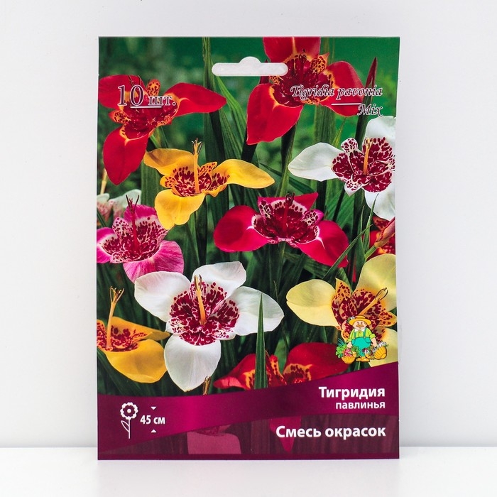 Тигридия павлинья Смесь окрасок , 10 шт, р-р 5/7, Весна 2025 Тигридия павлинья Смесь окрасок , 10 шт, р-р 5/7, Весна 2025