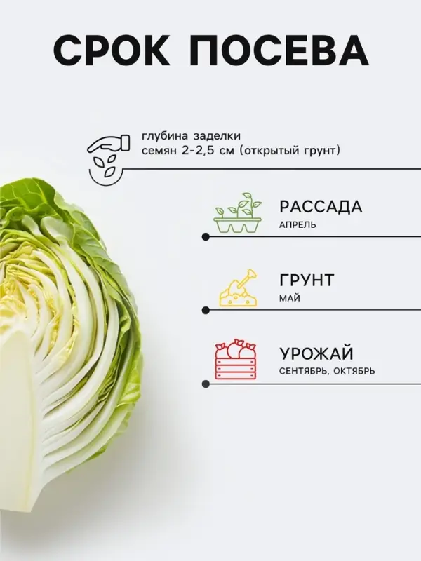 Семена Капуста белокочанная &laquo;Подарок&raquo;, позднеспелая, 0.5 г, &laquo;Аэлита&raquo;