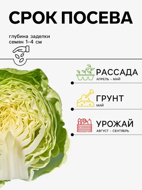 Семена Капуста белокочанная &laquo;Нью-Йорк&raquo;, F1, 15 шт., &laquo;Агрос&raquo;